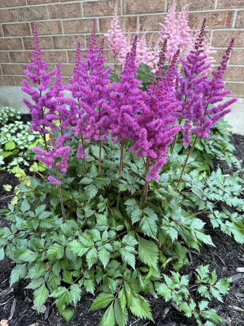 Astilbe Pulls The Bed Wet