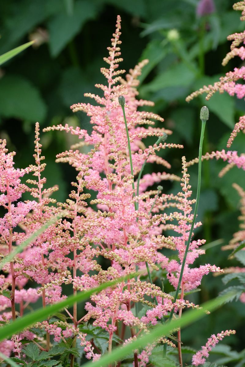 Astilbe