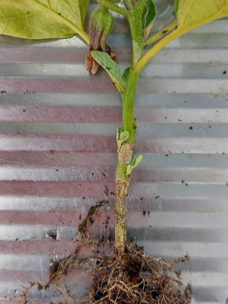 At The Stem Where It Meets The Soil
