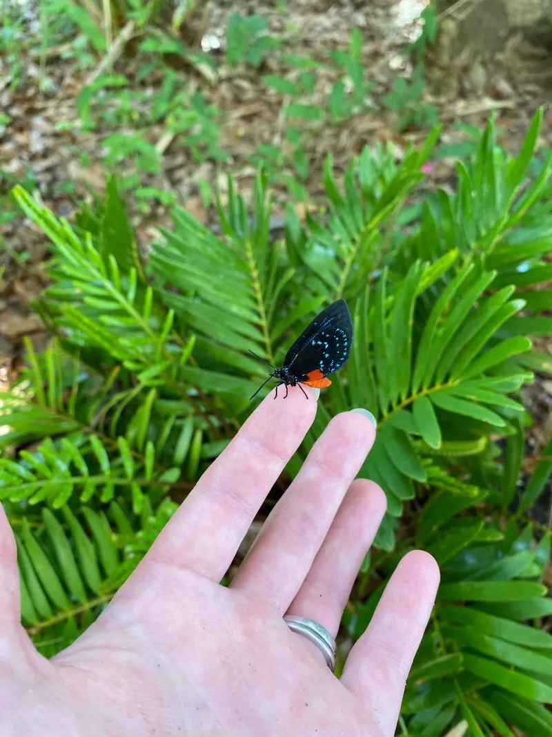 Atala Butterflies Add Wildlife Value Without Messy Fruit Atala Butterflies Add Wildlife Value Without Messy Fruit
