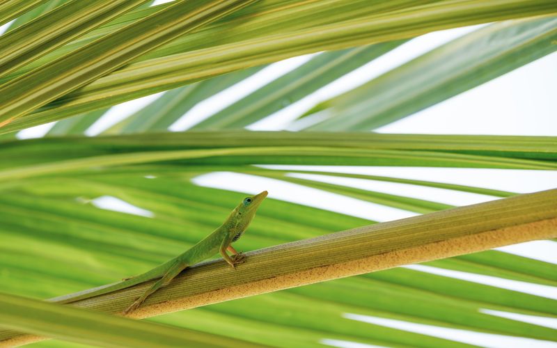 Attracting More Anoles To Your Yard