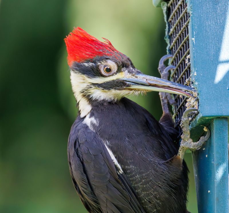 Attracting Pileated Woodpeckers To Your Own Backyard Attracting Pileated Woodpeckers To Your Own Backyard