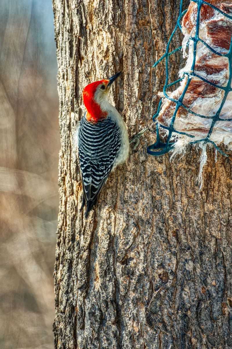 Attracting Red-Bellied Woodpeckers With The Right Setup