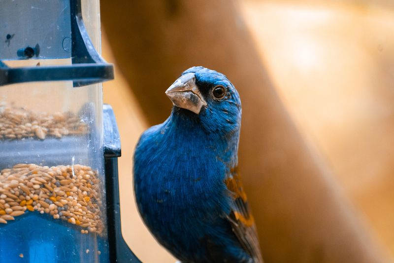 Attracting Them Back To Your Yard