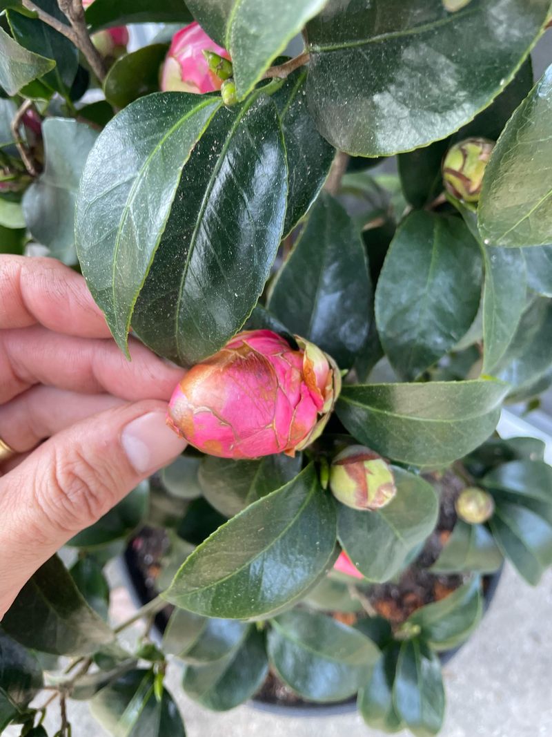 August Bud Stress Shows Up Later