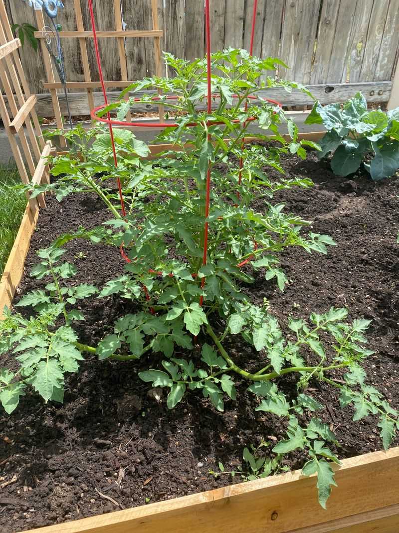 August Cleanup Should Guide Next Year's Garden Plan August Cleanup Should Guide Next Year's Garden Plan