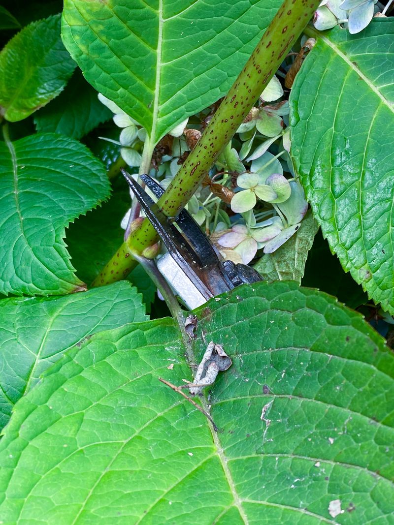 August Cuts Can Remove Next Year's Buds