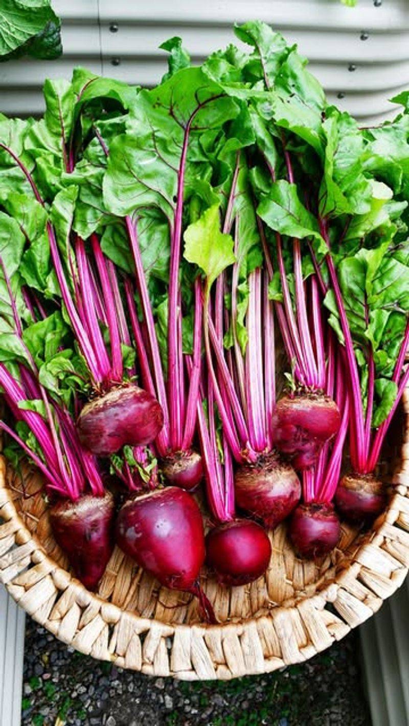 August Gives Beets Time To Mature In Cool Weather August Gives Beets Time To Mature In Cool Weather