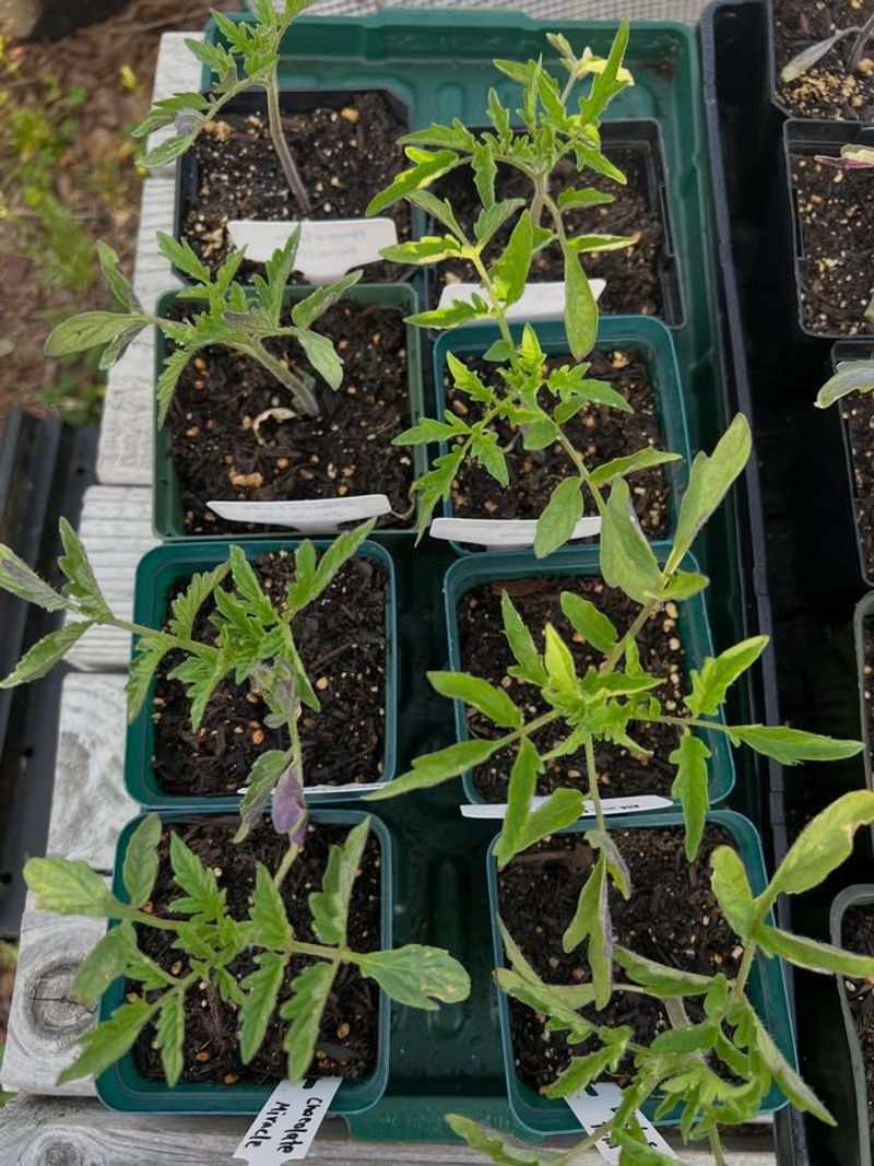 August Gives New Plants Time To Establish August Gives New Plants Time To Establish