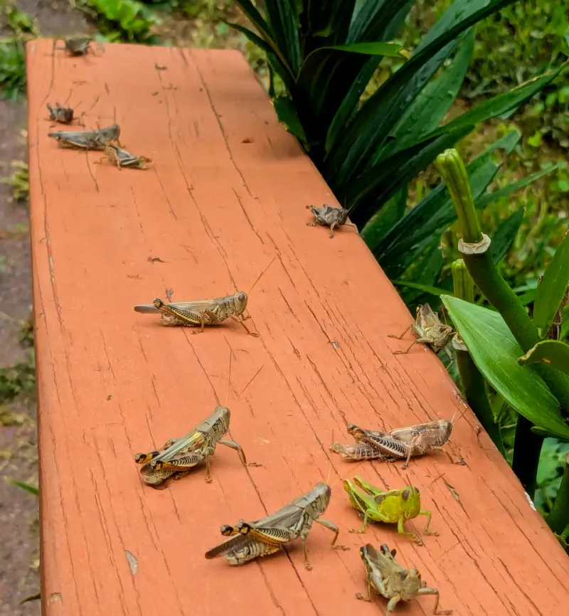 August Grasshoppers Are Harder To Control Than Spring Nymphs August Grasshoppers Are Harder To Control Than Spring Nymphs