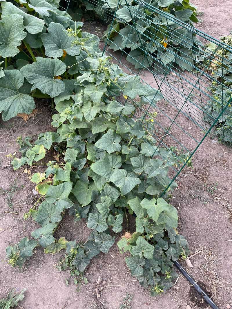 August Heat Makes The Problem Happen Faster August Heat Makes The Problem Happen Faster