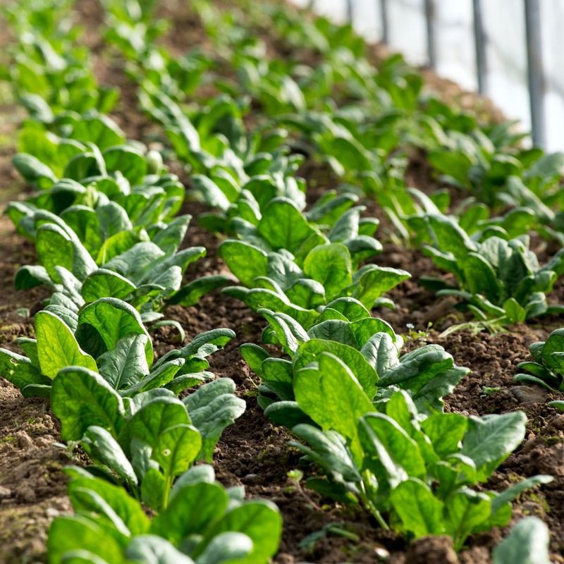 August Is A Major Fall Vegetable Planting Month August Is A Major Fall Vegetable Planting Month