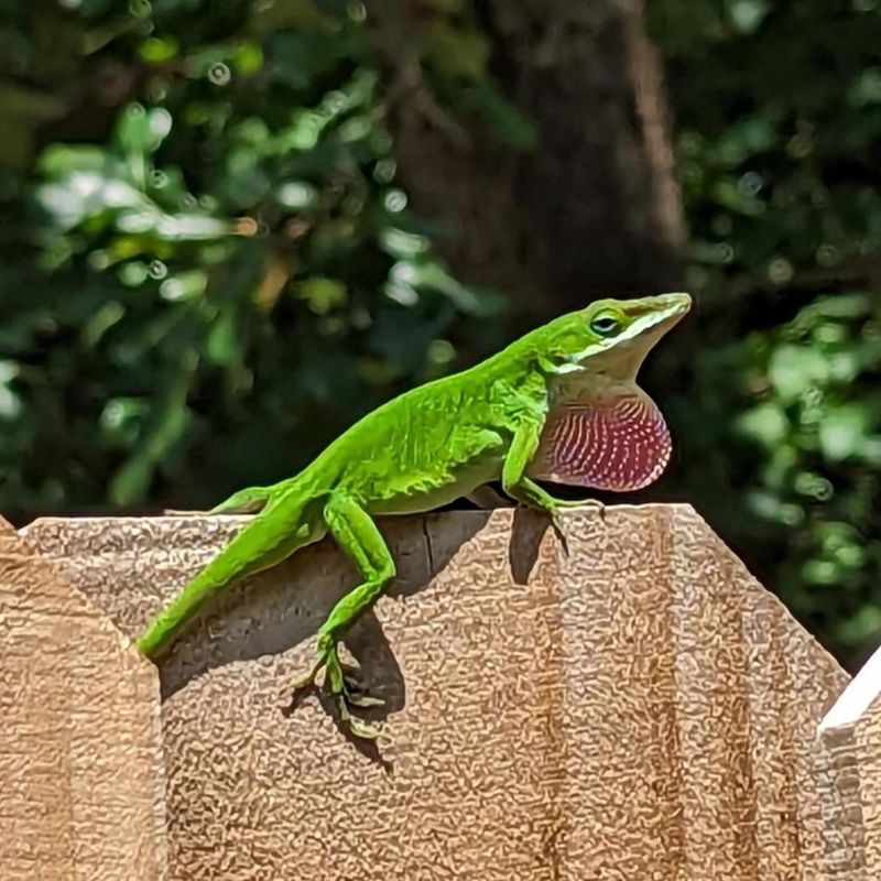 August Keeps Green Anoles Highly Active