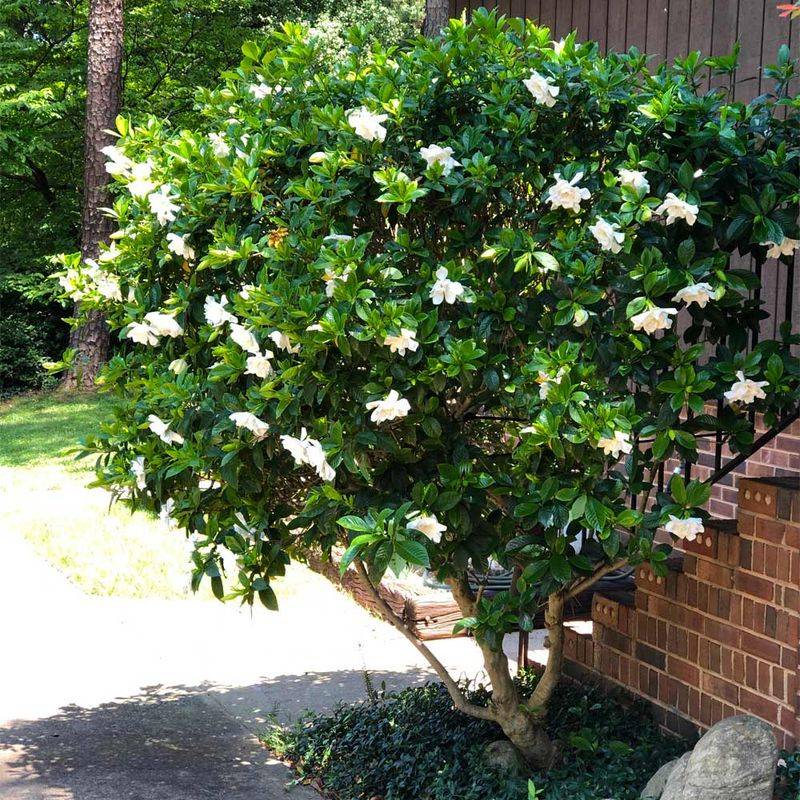 August Moisture Keeps Gardenias Steady August Moisture Keeps Gardenias Steady