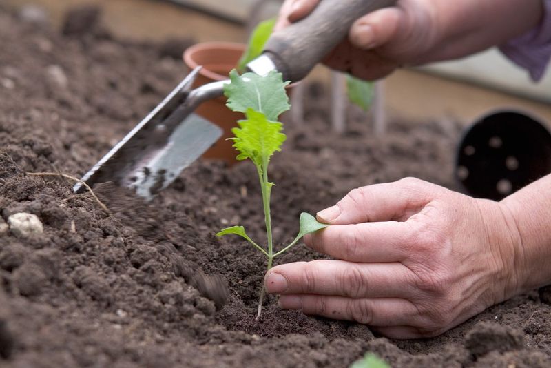 August Planting Fits Eastern North Carolina Fall Timing August Planting Fits Eastern North Carolina Fall Timing