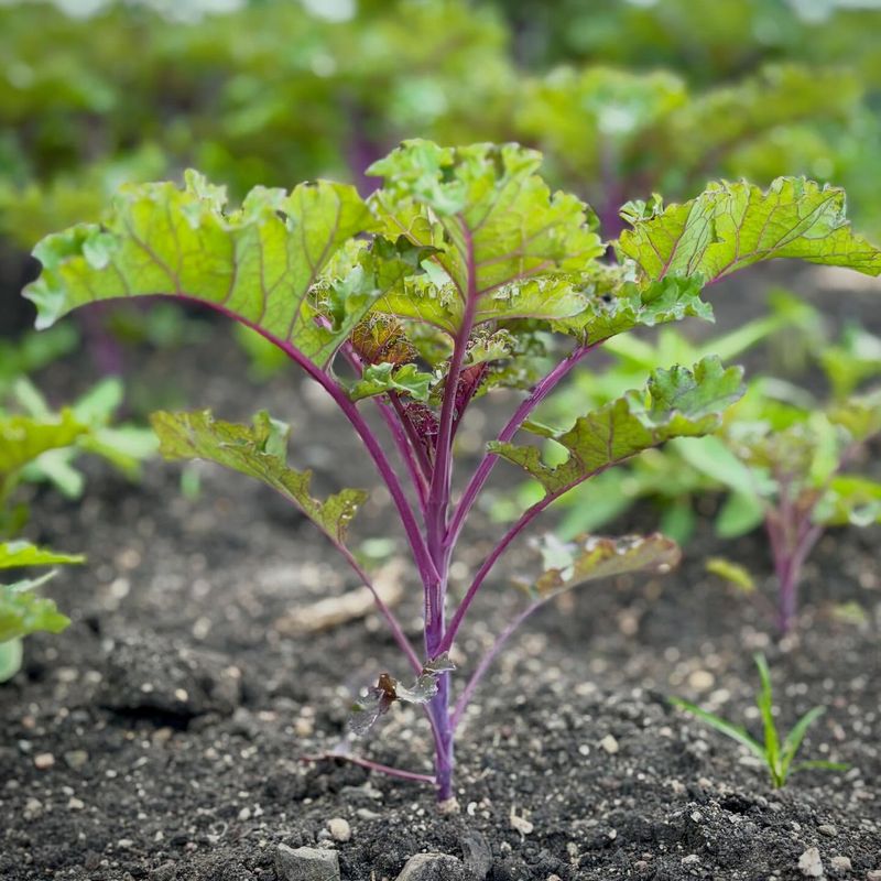 August Planting Gives Kale Time To Mature Before Frost August Planting Gives Kale Time To Mature Before Frost