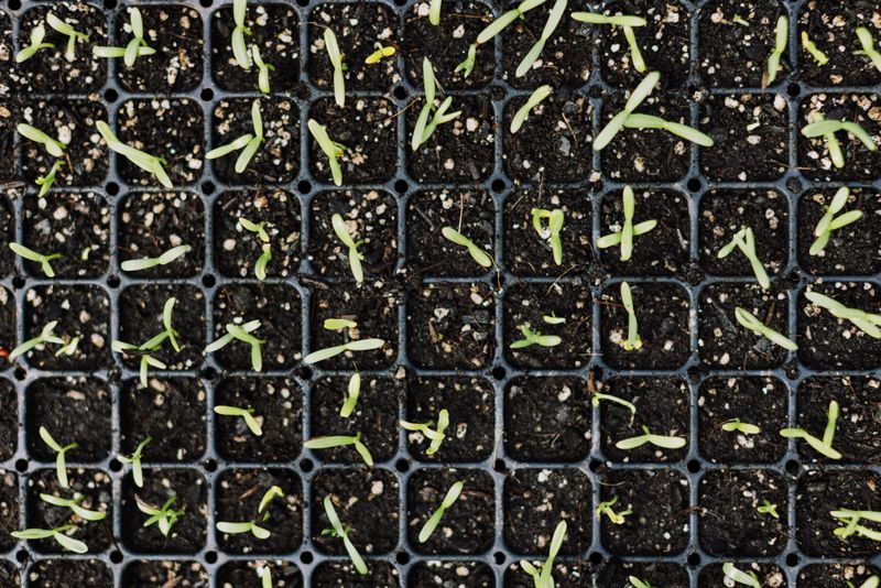 August Soil Warms Fast Germination
