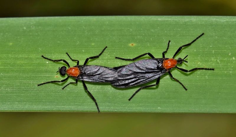 August Starts The Second Lovebug Season