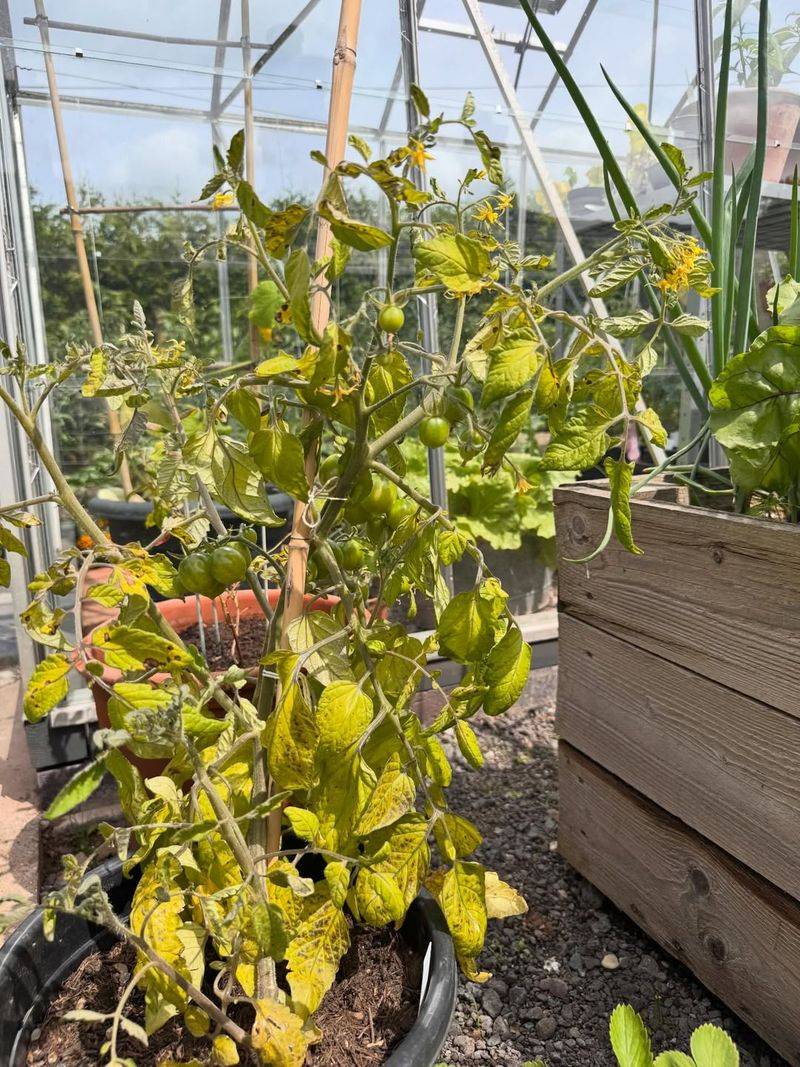 August Symptoms Reveal Which Plants Need Attention August Symptoms Reveal Which Plants Need Attention