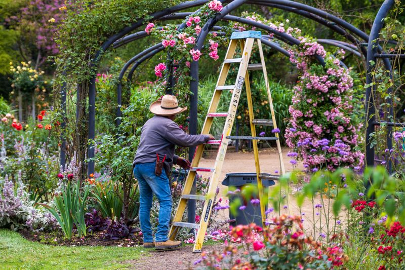 August Timing Matters For Rose Growth August Timing Matters For Rose Growth