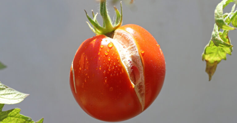 August Watering Mistakes Are Why Oregon Tomatoes Split Before You Can Pick Them