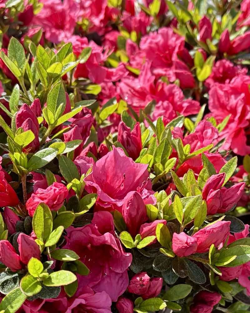 August Watering Protects Next Spring's Bloom Potential