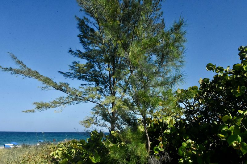 Australian Pine Is Losing Favor Near Coastal Areas Australian Pine Is Losing Favor Near Coastal Areas