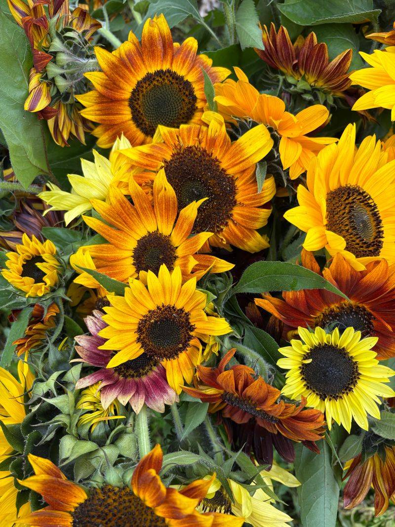 Autumn Beauty Rewards A Longer Growing Window