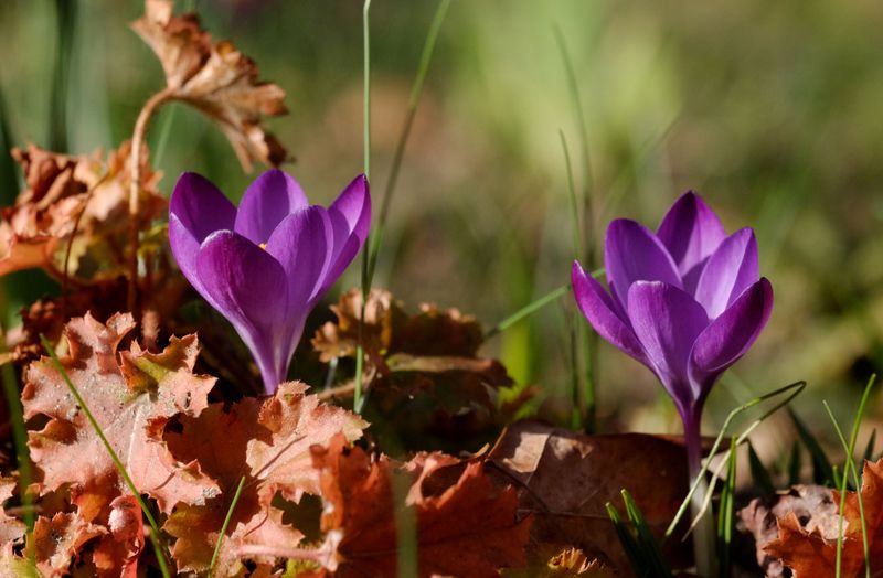 Autumn Crocus Autumn Crocus