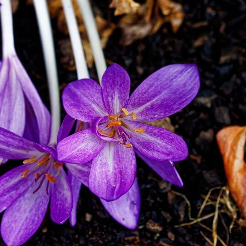 Autumn Crocus 