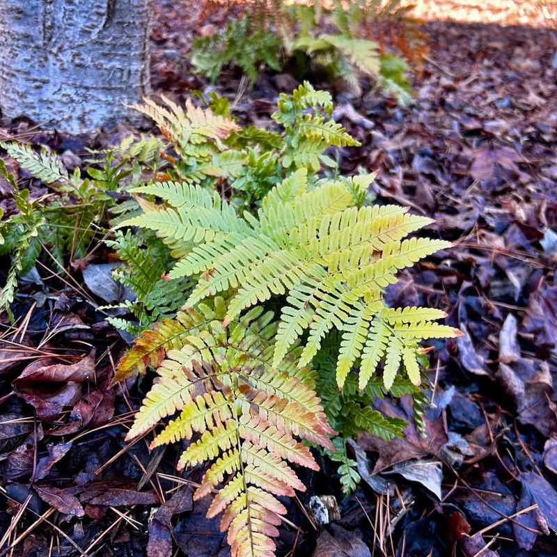 Autumn Fern Brings Soft Texture Below The Canopy Autumn Fern Brings Soft Texture Below The Canopy
