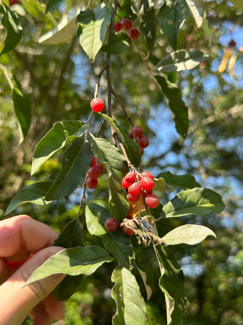Autumn Olive Can Establish In Many Soil Conditions Autumn Olive Can Establish In Many Soil Conditions