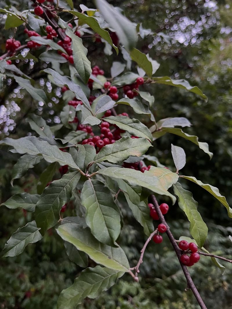 Autumn Olive (Elaeagnus Umbellata)