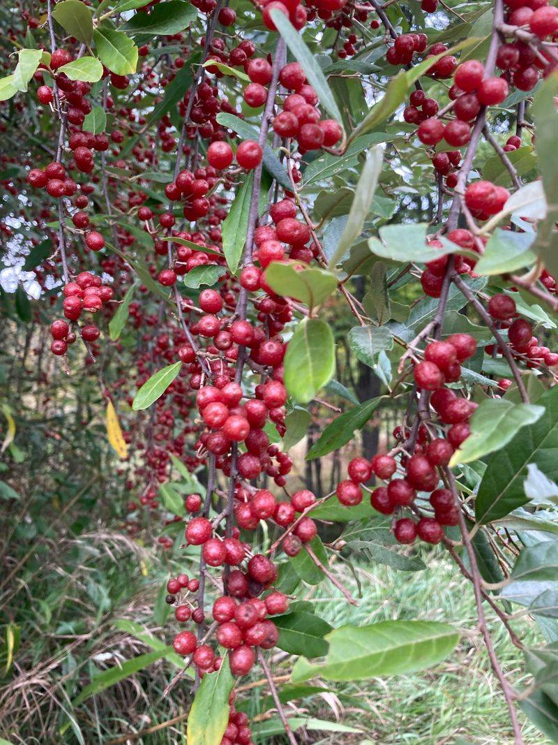Autumn Olive Fools You With Fall Berries