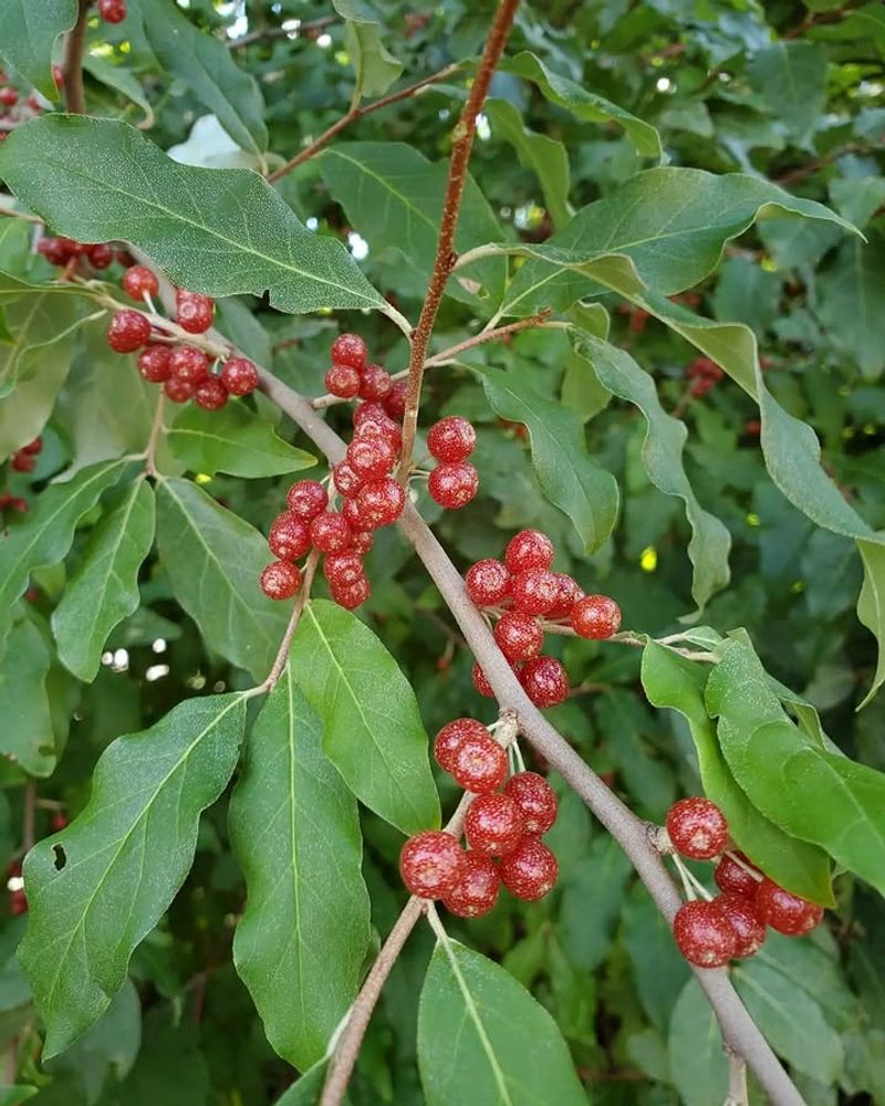 Autumn Olive Is Already Widespread Across Michigan Autumn Olive Is Already Widespread Across Michigan