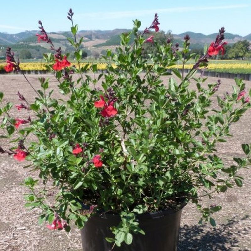 Autumn Sage Autumn Sage