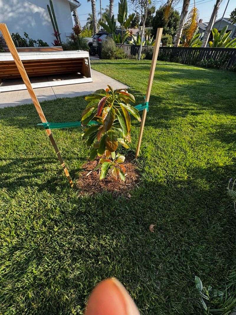 Avocado Roots Need Steady Summer Moisture Avocado Roots Need Steady Summer Moisture