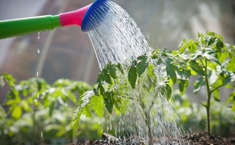 Avoid Bleach Boron And Salts