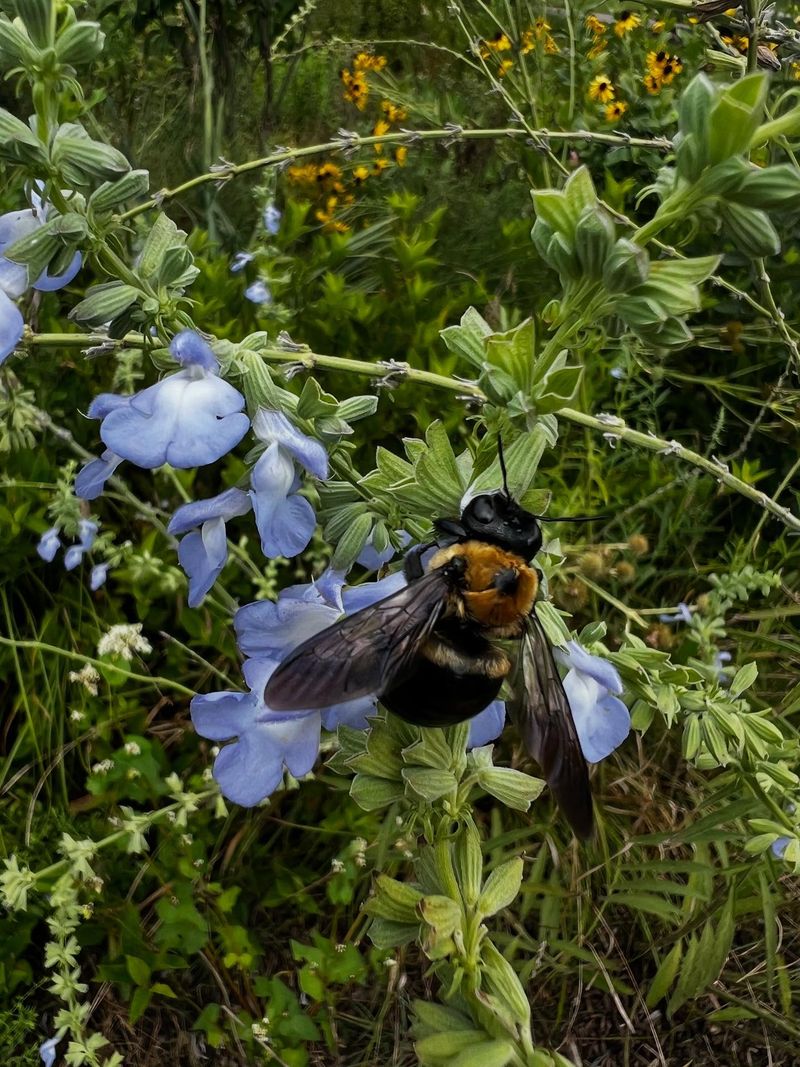 Avoid Broad-Spectrum Insect Sprays Avoid Broad-Spectrum Insect Sprays