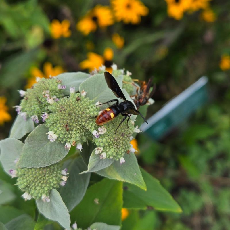 Avoid Broad-Spectrum Insecticides Avoid Broad-Spectrum Insecticides