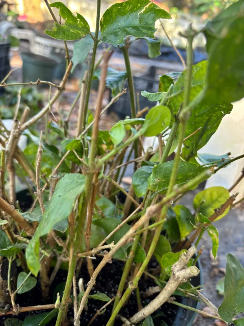Avoid Cutting Into Older Woody Growth