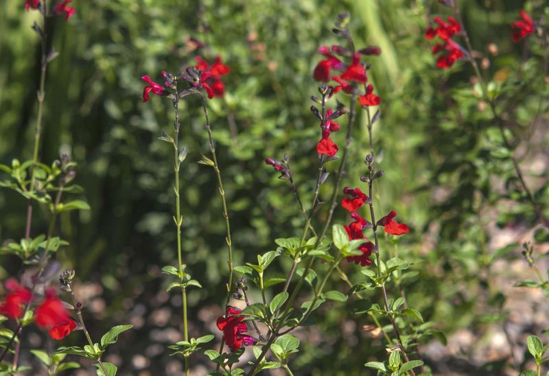 Avoid Cutting Into Older Woody Stems Avoid Cutting Into Older Woody Stems