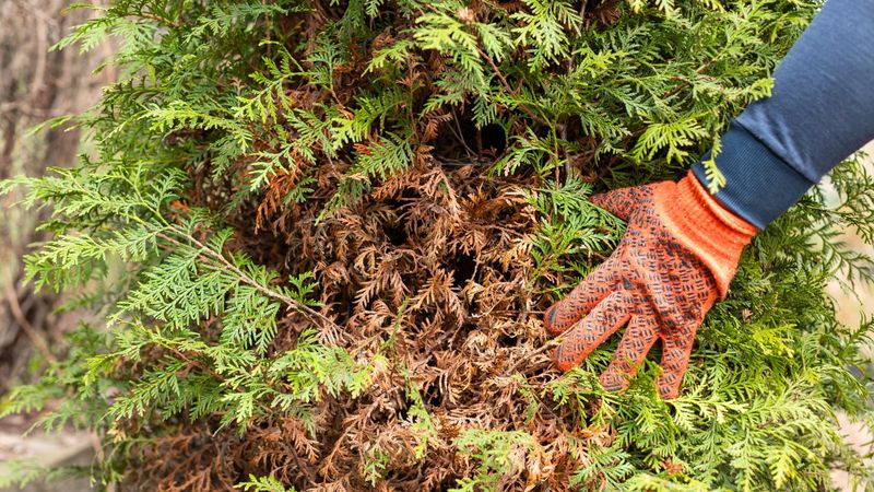 Avoid Cutting Past The Green Growth