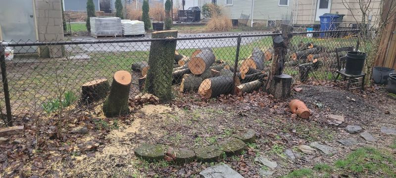 Avoid Cutting Roots Branches Or Trunks Recklessly