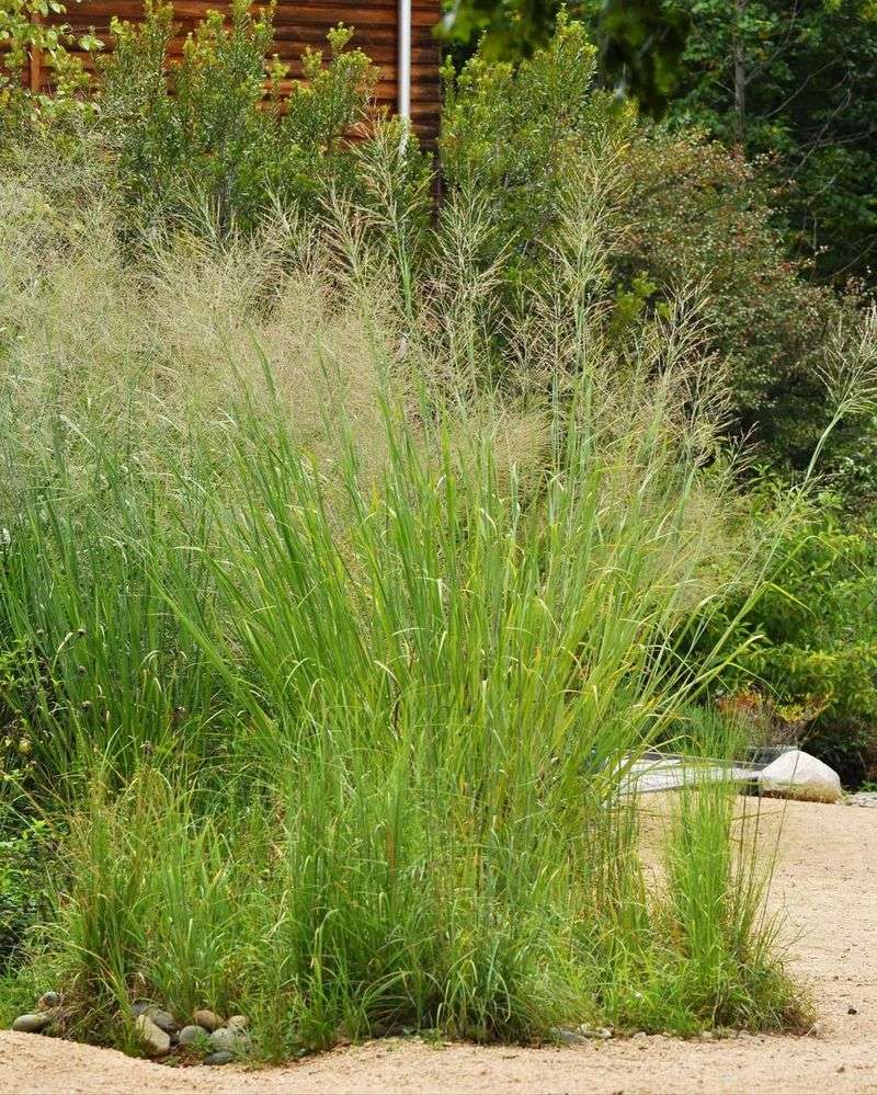 Avoid Cutting The Clump Short In August Avoid Cutting The Clump Short In August