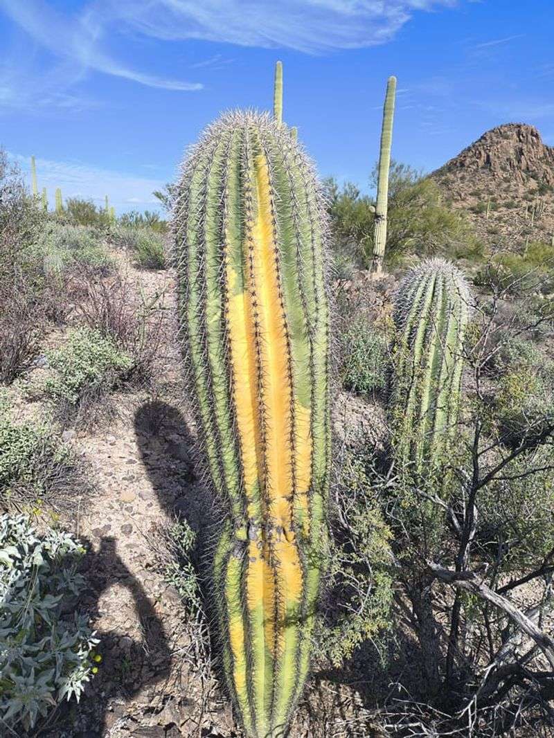 Avoid Damaging Stressed Plants