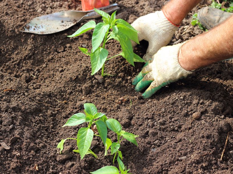 Avoid Deep Cultivation Around Roots Avoid Deep Cultivation Around Roots