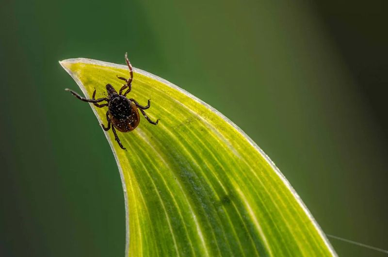 Avoid Dense Growth Where Ticks Can Wait Avoid Dense Growth Where Ticks Can Wait