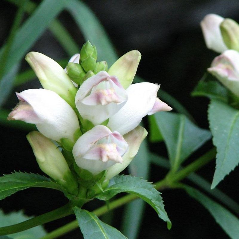 Avoid Dry Shade Where Turtlehead Struggles Avoid Dry Shade Where Turtlehead Struggles