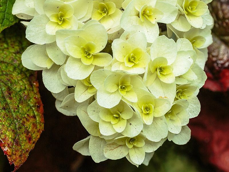 Avoid Fall Pruning That Removes Flower Buds
